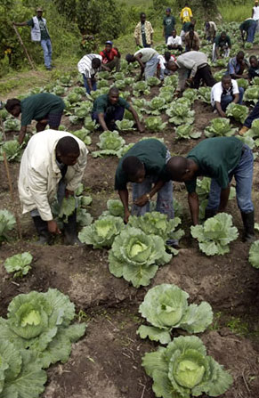 Former combatants learning basic farming skills in Liberia