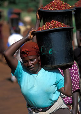 Coffee pickers in Kenya