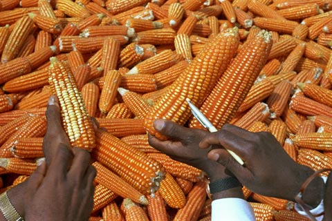 Examining high-quality corn for future cultivation in Cameroon