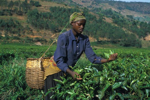 Tea plantation in Rwanda