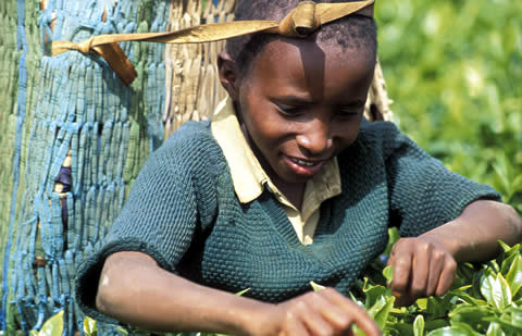 boy harvesting tea leaves in Kenya