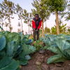 SunCulture equips rural farmers with solar-powered irrigation systems.