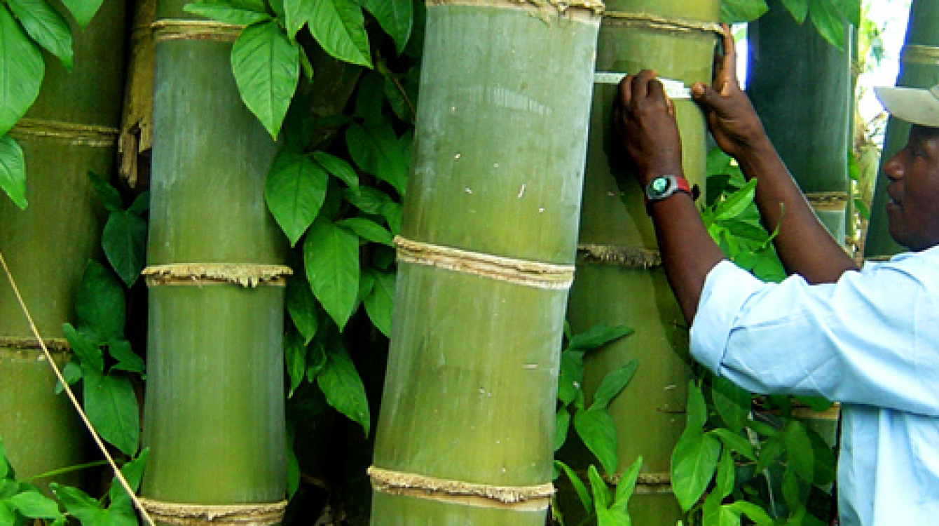 Bamboo: Africa's untapped potential