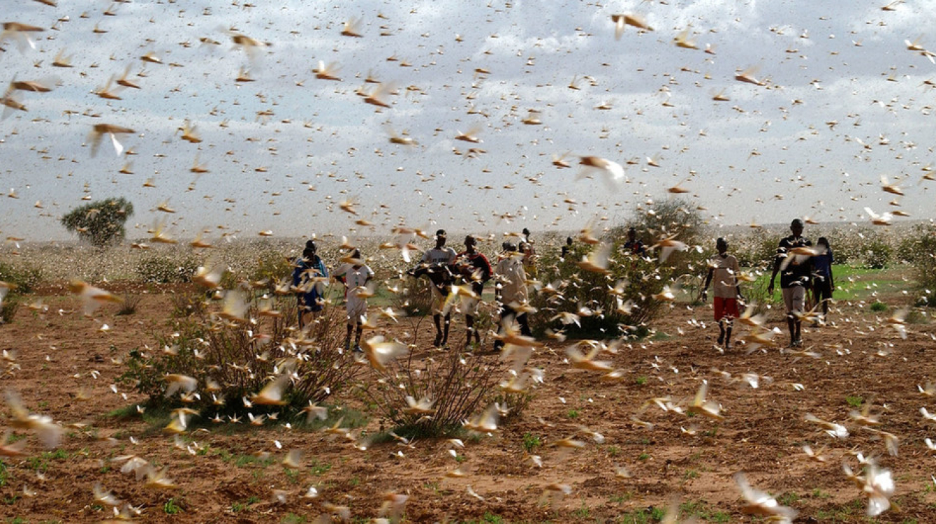 A swarm of desert locusts fill the sky near a farm.