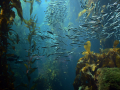 Scène sous-marine avec des poissons tropicaux. Seychelles