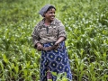 A farmer in Kenyan field.