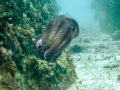 Swimming Common Octopus in the waters off Seychelles.