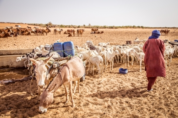 Transhumant herder and families accounts for an estimated 20 per cent of the total population in West and Central Africa, are forced to stop their seasonal migration as a result of border closures.