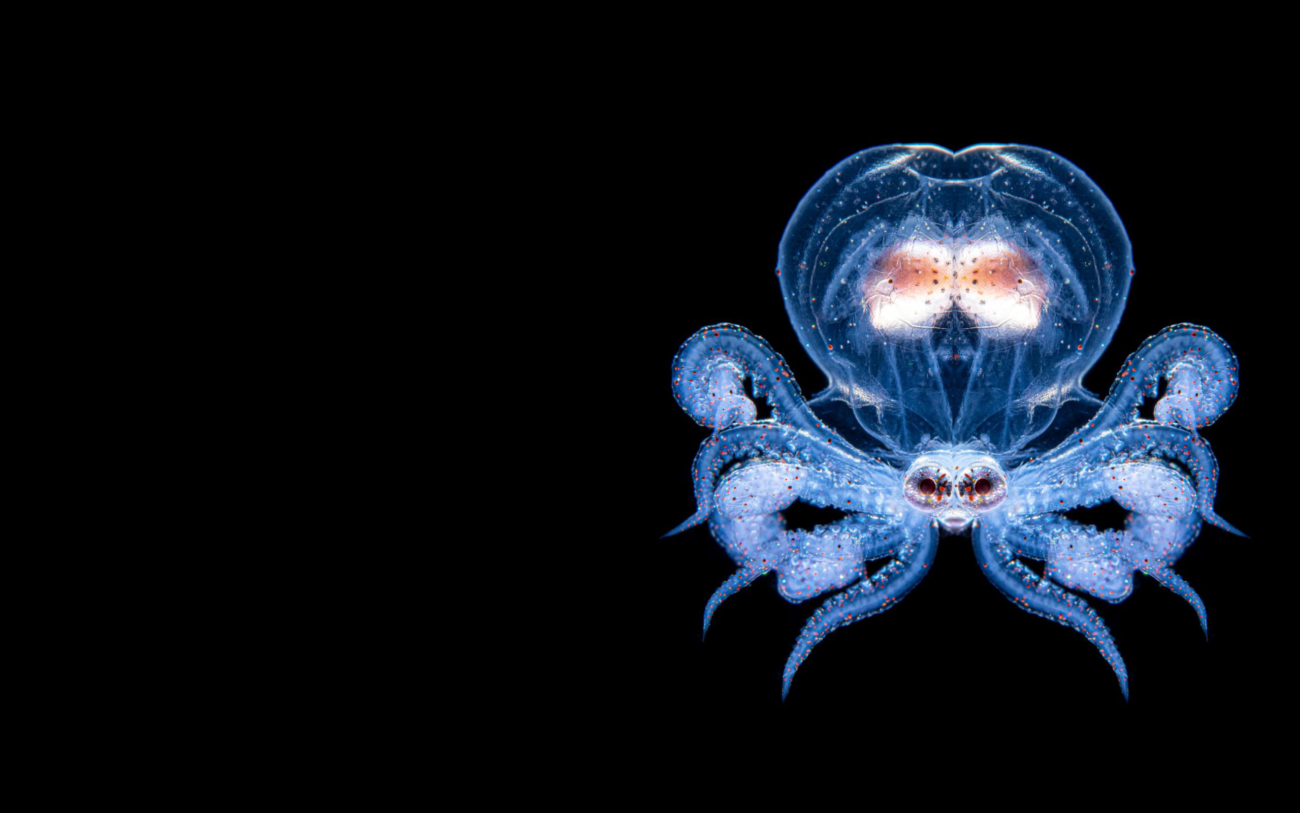 Criatura marina en las profundidades del océano