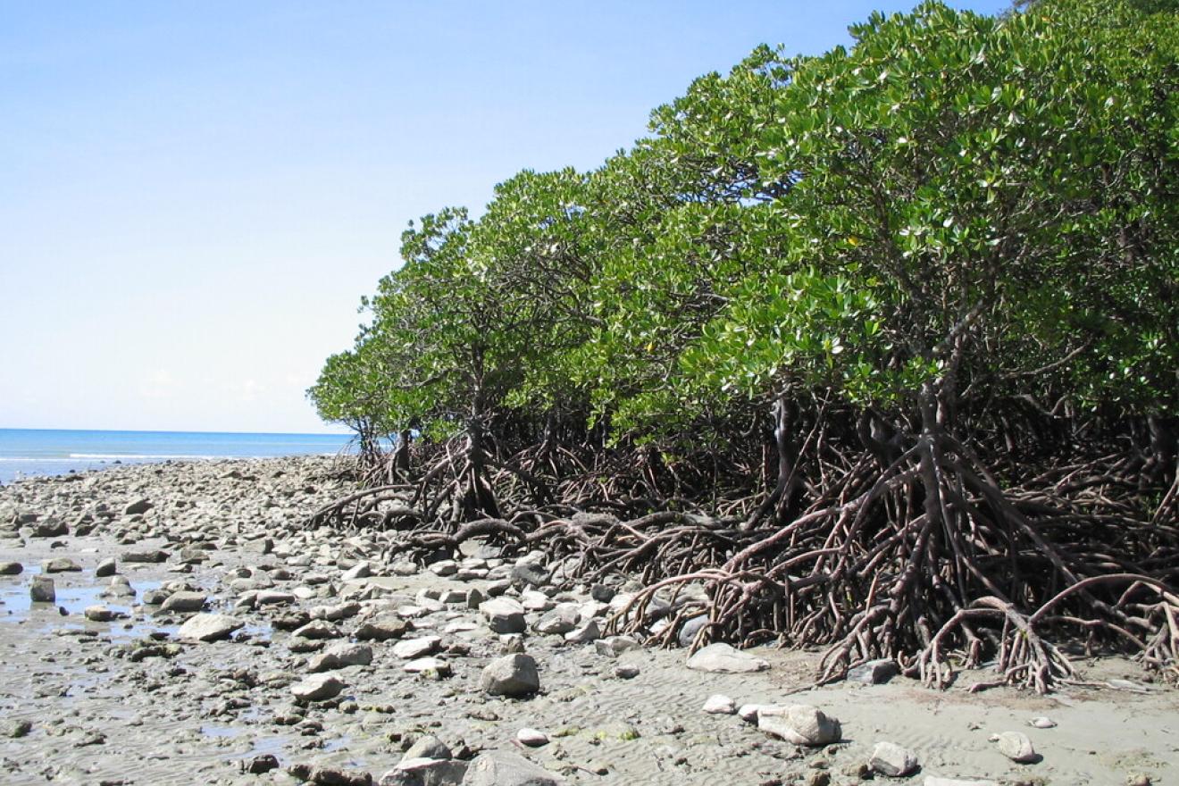 Photo of a forest at oceans edge 
