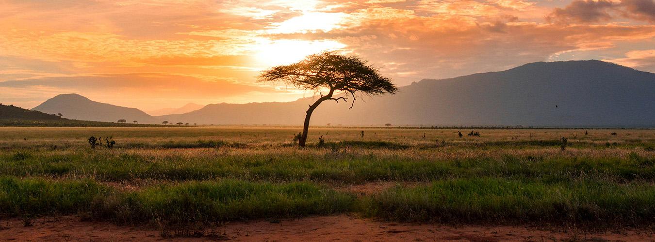 日落时沙漠中一棵树的轮廓