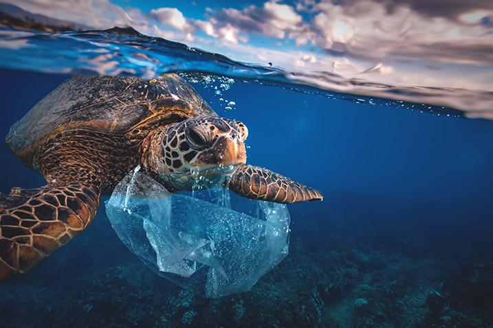Sea turtle diving next to a plastic bag in the ocean 