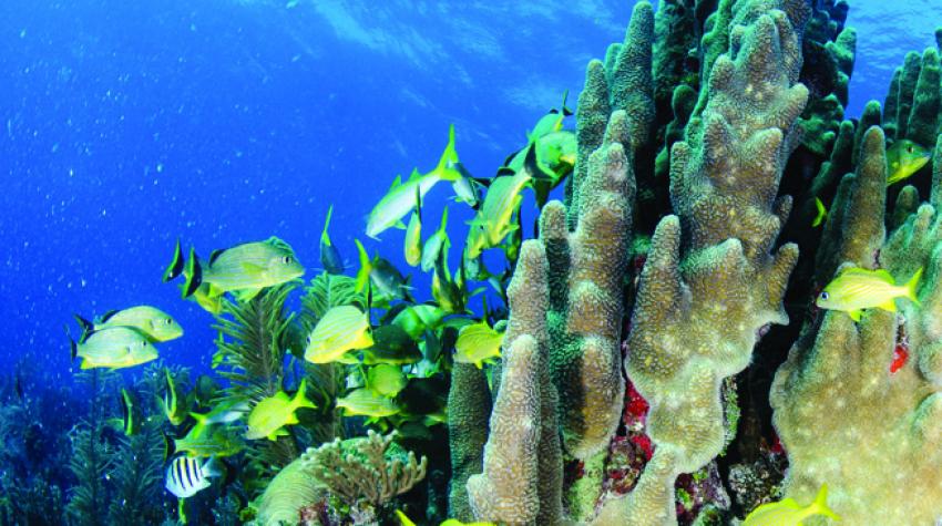 我们能拯救珊瑚礁吗 联合国