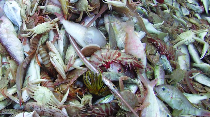 Captura incidental de la pesca del camarón en el estrecho de Torres (Australia).