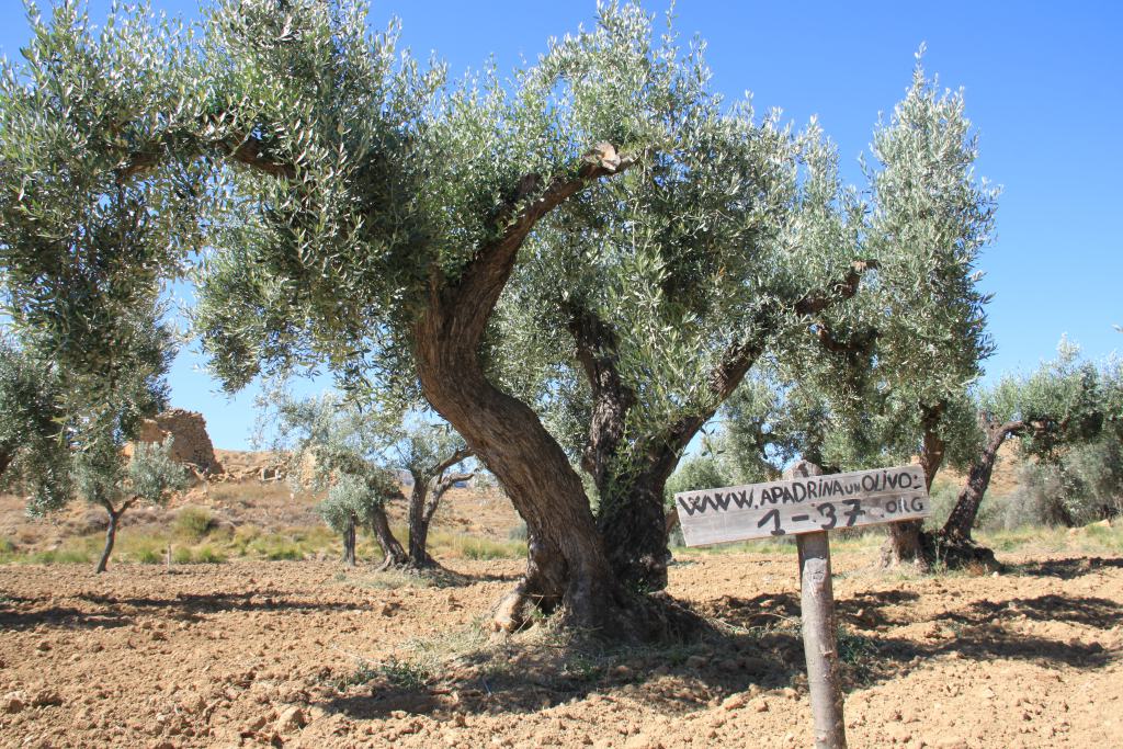 Adopt an Olive Tree - United Nations Sustainable Development, olive tree 